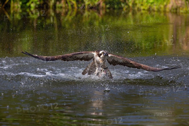 Western osprey (Pandion haliaetus) fishing, Finland