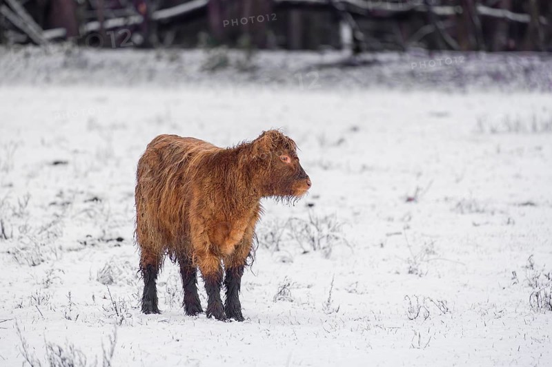 A highland calf (Bos primigenius taurus) stands in a snow-covered pasture