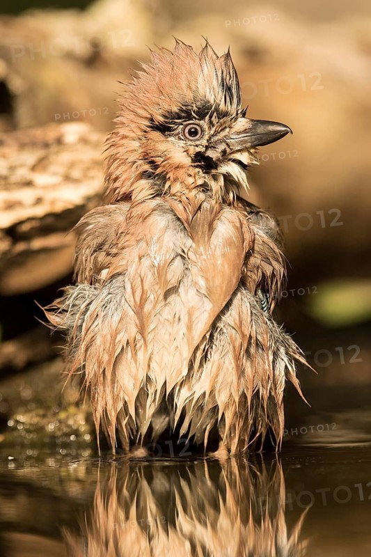 Eurasian Jay (Garrulus glandarius) bathing, Serbia