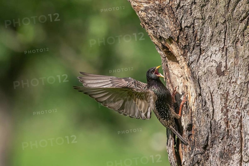 Common Starling (Sturnus vulgaris) at the nest to feed its chicks. Lower Rhine, Alsace, France