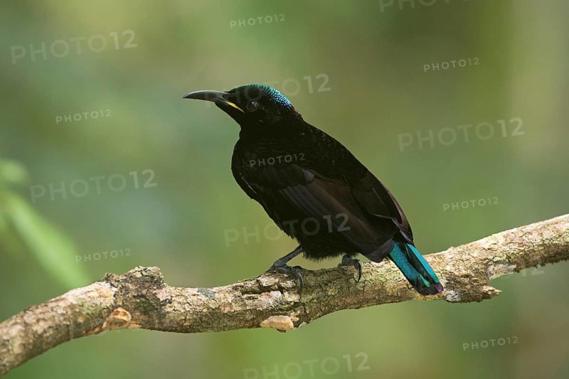 Victoria's Riflebird (Ptiloris victoriae) male perched on a branch, Queensland, Australia