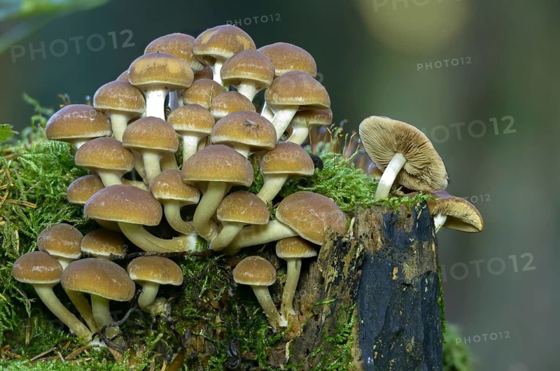 Cluster crumblecap, psathyrella hydrophila, psathyrella piluliformis, white-stemmed stick sponge, watery fiber, watery shortbread, watery mule, fungi, mushrooms