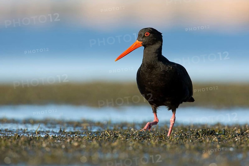Sooty Oystercatcher (Haematopus fuliginosus) foraging, South Australia, Australia
