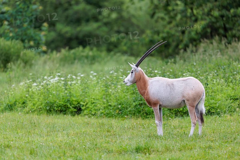 A Scimitar Oryx (Oryx dammah) stands in a green meadow on a cloudy day. Extinct in the wild. Central Sahara, Niger, Chad