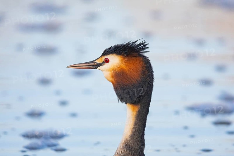 Great Crested Grebe (Podiceps cristatus) Germany