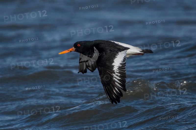 Eurasian Oystercatcher (Haematopus ostralegus) flying, Schleswig-Holstein, Germany