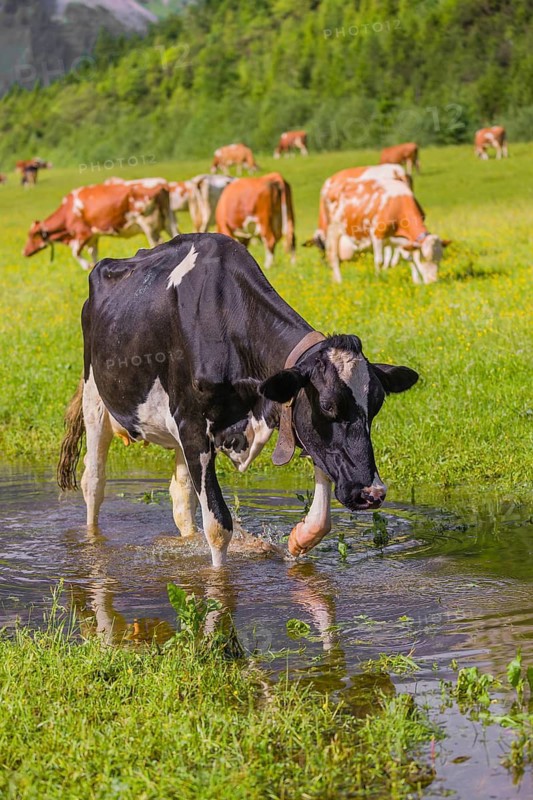 Holstein Friesian cattle stand on a green meadow at a puddle and drink. A reflection of the cows and the mountains can be seen in the puddle. Eng Valley, Austria