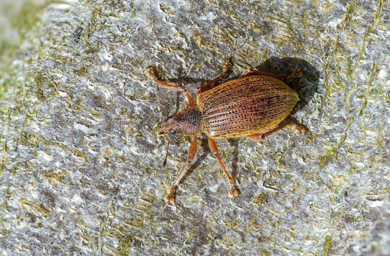 Coppery broad-nosed weevil, coppery weevil, polydrusus mollis, beetle, coleoptera, insects, beetles