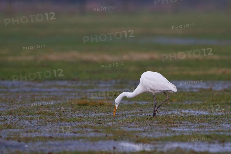 Great Egret (Ardea alba) foraging, North Rhine-Westphalia, Germany