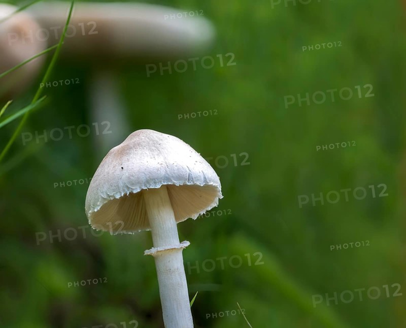 Mushroom Umbrella, Common Egerling Umbrella, Leucoagaricus leucothites, Pink-leaved Egerling Umbrella, Pink-leaved Gerling Umbrella, Fungus, Mushrooms, White Agaricus Mushroom, White Dapperling