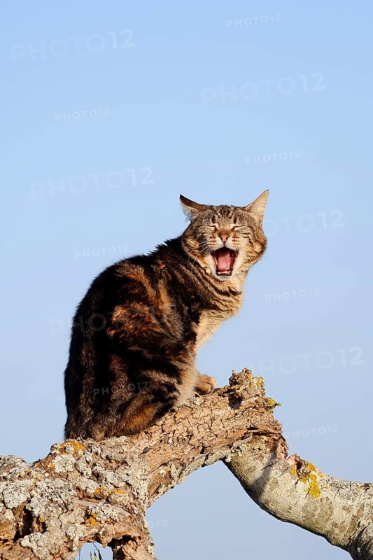 House cat sitting on a log and yawns, Algarve, Portugal