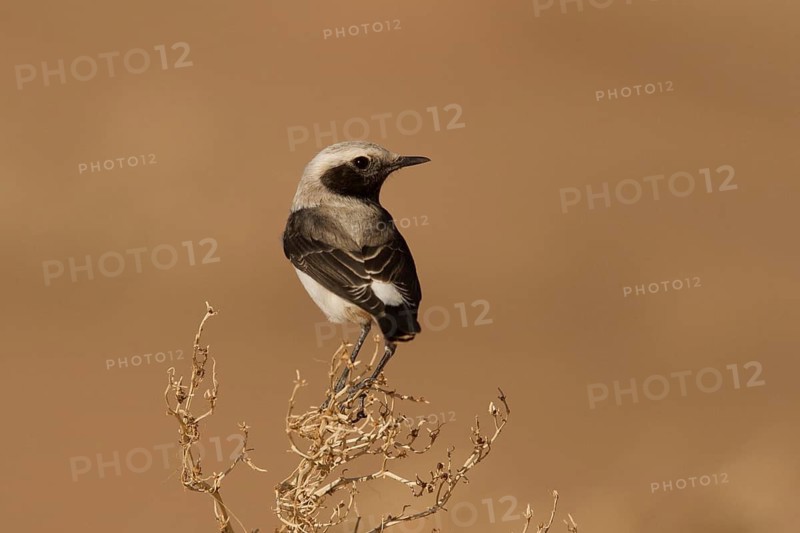 Mourning Wheatear (Oenanthe lugens) female, Morocco