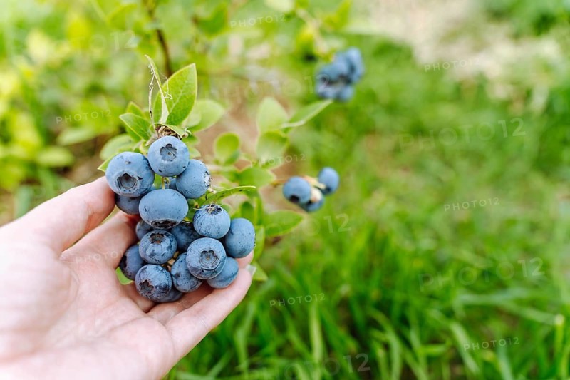 A woman's hand holds a branch with blueberries (Vaccinium corymbosum) in an orchard