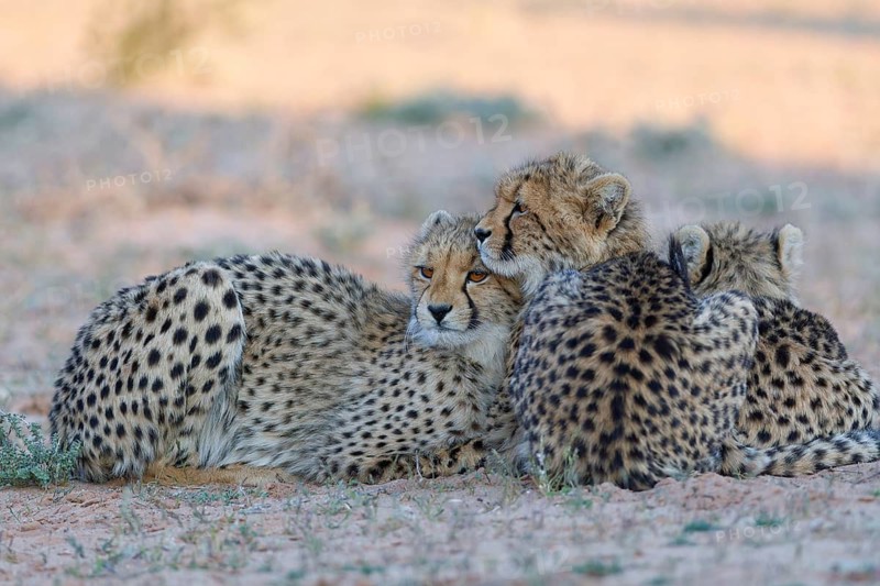 Cheetahs (Acinonyx jubatus), mother (left) with her two cubs, lying in the dry grassland, looking around, alert, golden evening light, Kgalagadi Transfrontier Park, Northern Cape, South Africa
