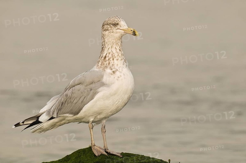American Herring Gull (Larus smithsonianus), New Jersey, USA