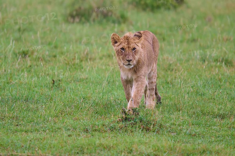 A lone lion cub explores its surroundings in the countryside, lion (Panthera leo), Masai Mara National Reserve, Narok County, Kenya