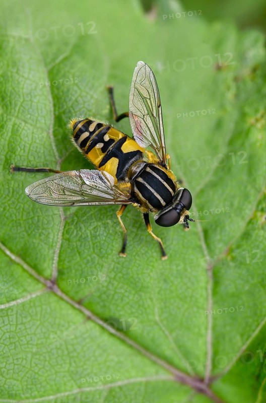 Common tiger hoverfly, common swamp hoverfly, helophilus pendulus, sunfly, swamp hoverfly, high size, portrait format, insects, hoverfly