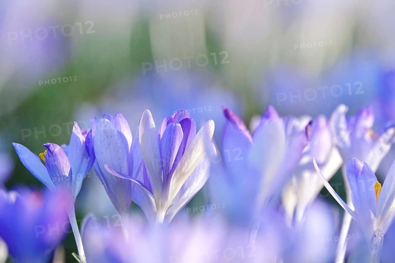 Beautiful crocus blossom at the beginning of March, Germany