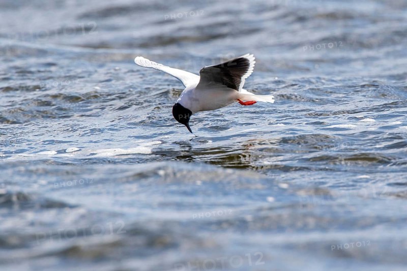 Little Gull (Hydrocoloeus minutus) flying, Romania