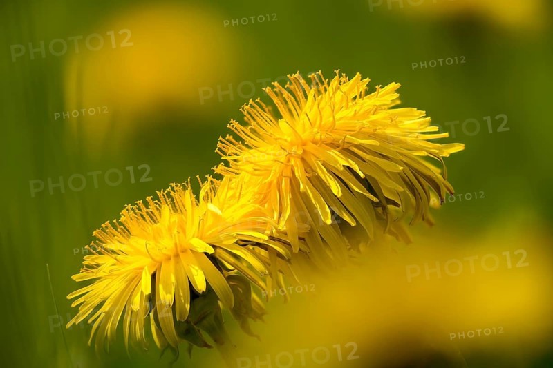 Asteraceae, common dandelion, daisy, dandelion, dandelion, taraxacum officinale agg., flora, plants, plants