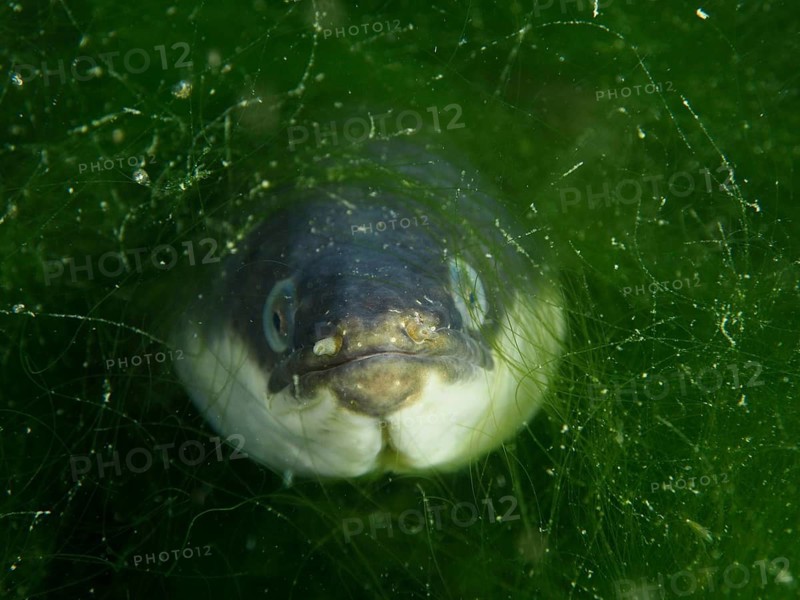 The head of an eel, European eel (Anguilla anguilla), looking through dense green algae in the water, dive site Klosterinsel, Rheinau, Canton Zurich, Rhine, High Rhine, Switzerland, Germany