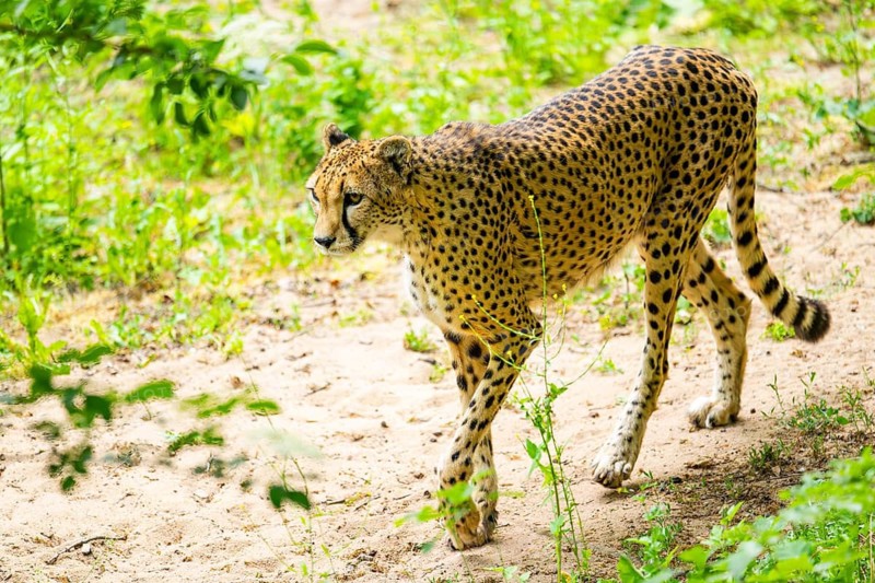 Cheetah (Acinonyx jubatus) walking around on the ground, Germany