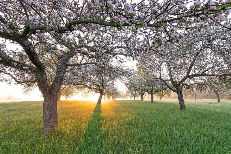 Fresh blossom, morning light, ground mist... simply magical! Foothills orchard meadow in bloom - apple tree avenue in the morning light with ground mist