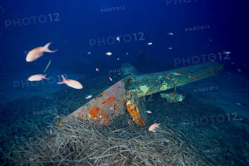 A rusted aeroplane wreck underwater with fish, the Mediterranean anthias (Anthias anthias), and seagrass, Neptune's grass (Posidonia oceanica), in the deep blue water, at the Mustang P51 aeroplane wreck dive site, Hyères, Giens Peninsula, Provence-Alpes-Côte d'Azur, France