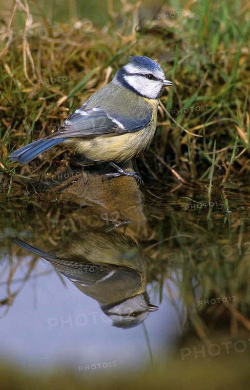 Blue tit, parus caeruleus, bath, bird bath, birds, high size, portrait format, tits, mirror, passeri, songbirds, songbirds, mirror image, tits, drinking, birdbath, birds, watering place