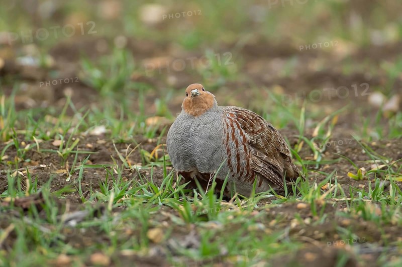 Grey or English or Hungarian partridge (Perdix perdix) adult game bird in a farmland cereal field, Norfolk, England, United Kingdom