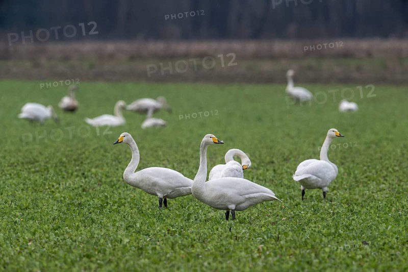 Whooper swans (Cygnus cygnus), Emsland, Lower Saxony, Germany