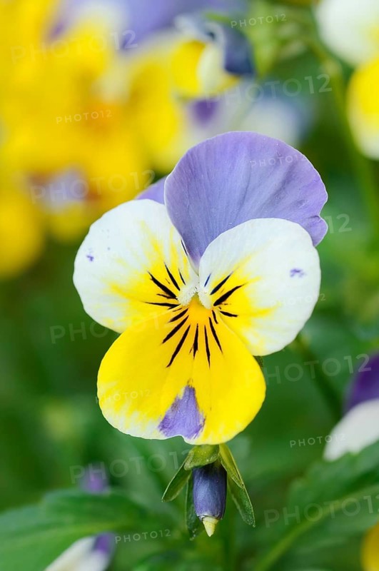 Horned violet (Viola cornuta), in bloom, North Rhine-Westphalia, Germany