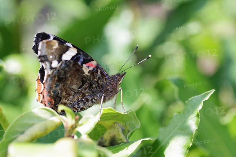 Red Admiral (Vanessa atalanta), close-up, colourful, sunlight, pretty, the butterfly is perched on a green leaf with its wings folded