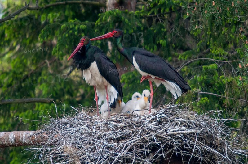Black stork, ciconia nigra, black stork, birds, breed, brood, ciconiiformes, nest, walking birds, wading birds, stork, stork, storks, birds