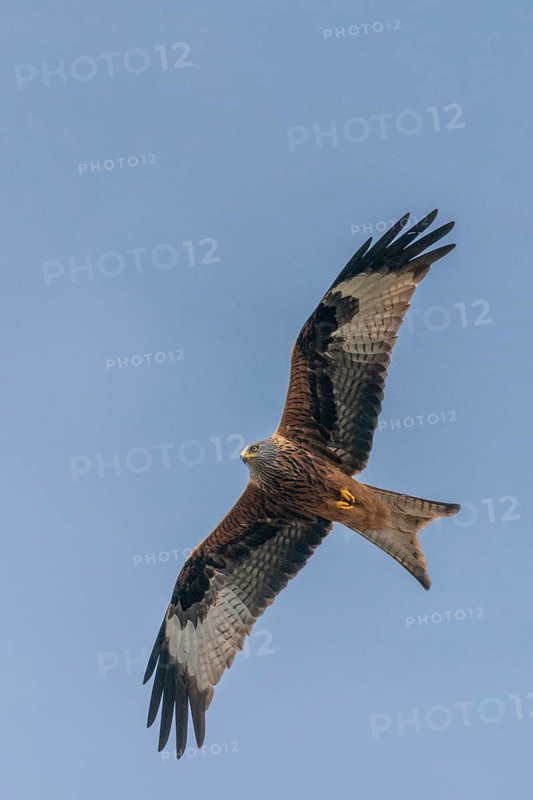 Accipitriformes, Milvus Milvus, Red Kite, Red Kite, Birds, Flying, Flight, Birds of Prey, High Size, Portrait, Raptors, Birds
