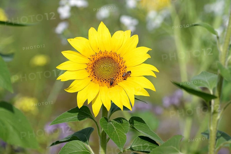 Sunflower (Helianthus annuus), honeybees (Apis), yellow, flower, pollen, Two bees collecting nectar from the sunflower