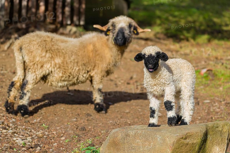 A female Valais Blacknose sheep and its lamb (Avis Aries) stand on a pasture on hilly ground