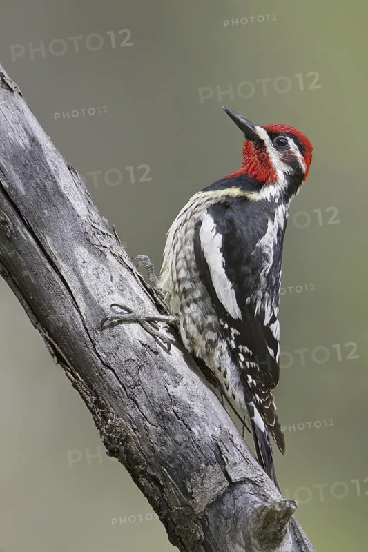 Red-naped Sapsucker (Sphyrapicus nuchalis) male, Alberta, Canada