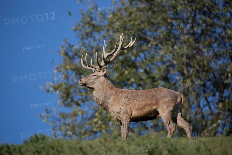 Red Deer stag at the rutting season. With trees in background