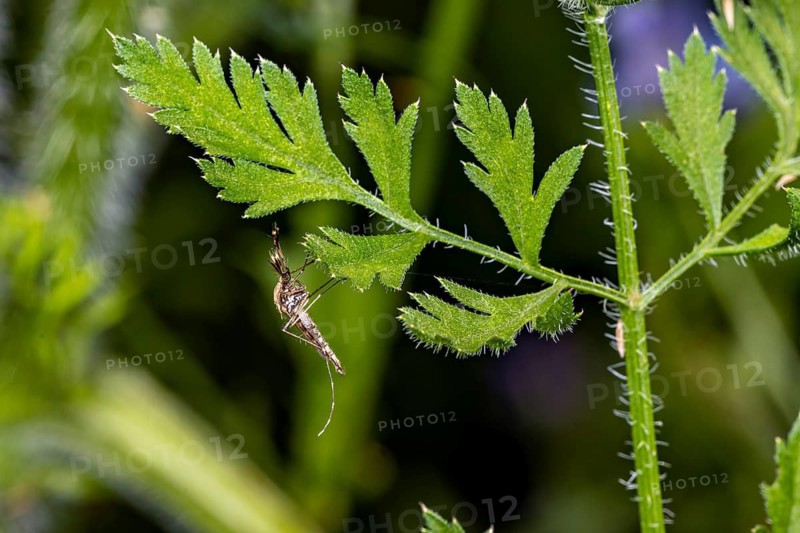A grasshopper perched on a green leaf in a nature reserve, a mosquito in the grass near Herleshausen in Germany (Culex)