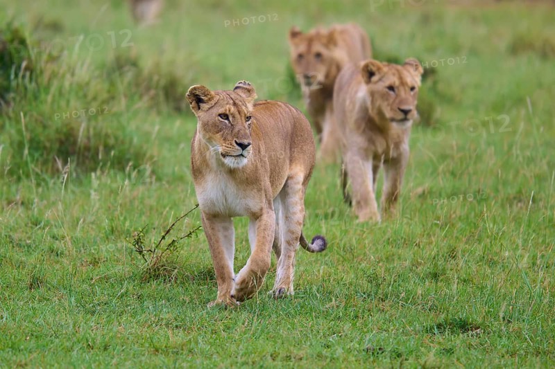 Three lions stride cautiously through the green grass, lion (Panthera leo), Masai Mara National Reserve, Narok County, Kenya