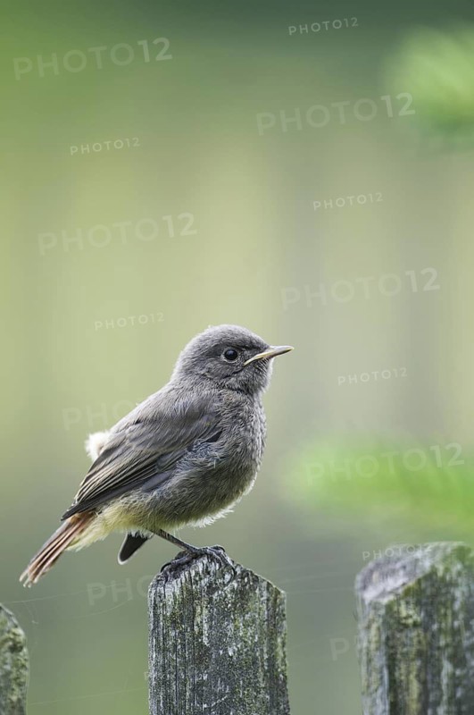 Black Redstart (Phoenicurus ochruros) juvenile, Thuringia, Germany