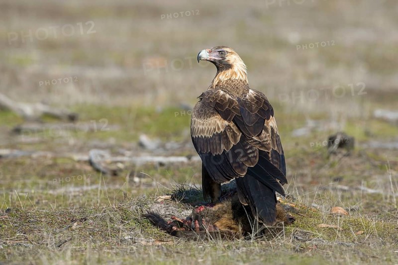 Wedge-tailed Eagle (Aquila audax) young bird on the carcass of a Eastern grey kangaroo (Macropus giganteus), Victoria, Australia