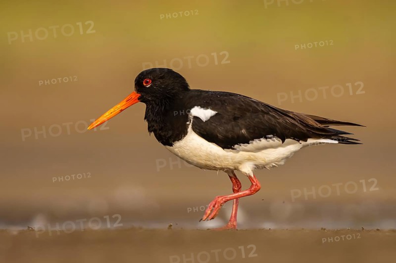 Eurasian Oystercatcher (Haematopus ostralegus) female, North Rhine-Westphalia, Germany