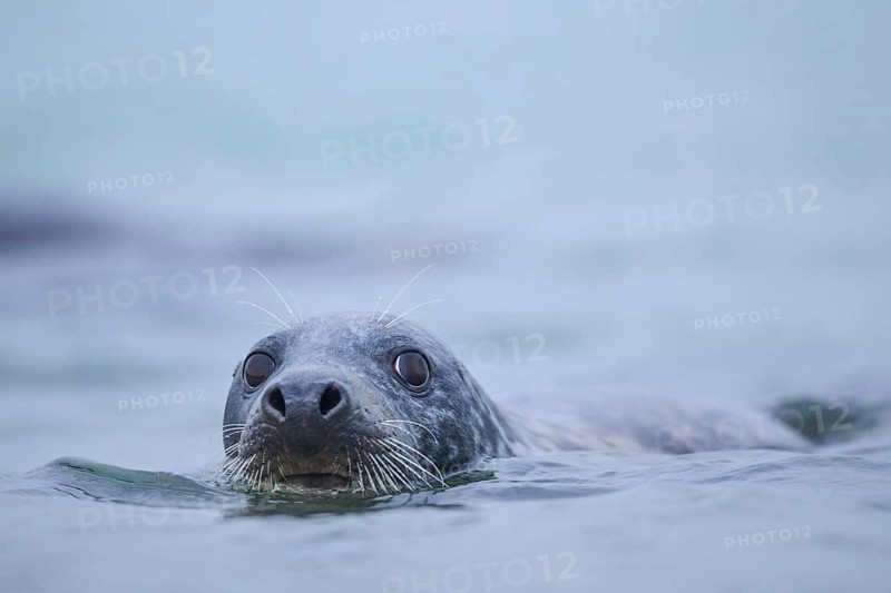 Grey seal (Halichoerus grypus) looking out of the water while swimming in the sea, Düne, Helgoland, Schleswig-Holstein, Germany