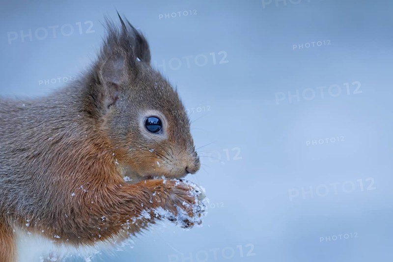 Red squirrel (Sciurus vulgaris) adult animal eating a nut in snow in winter, England, United Kingdom