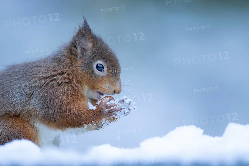 Red squirrel (Sciurus vulgaris) adult rodent animal eating a hazel nut in snow in winter, England, United Kingdom