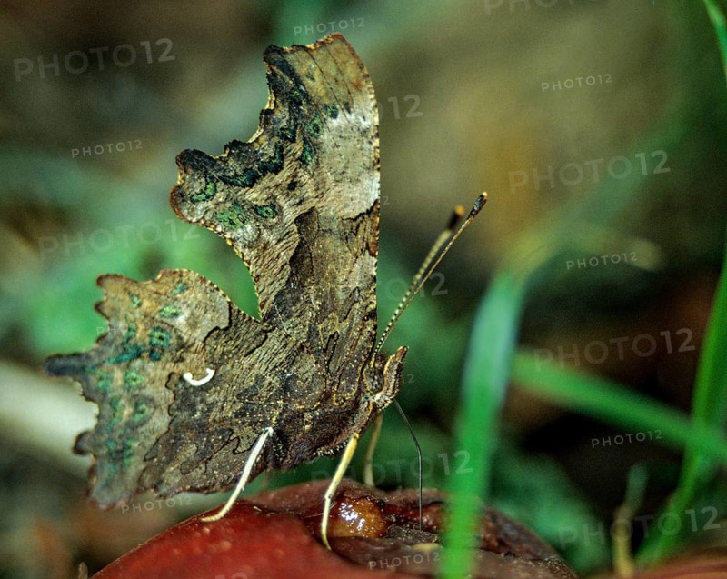 C-butterfly, comma butterfly, nymphalis c-album, polygonia c-album, butterfly, insects, butterfly, butterflies