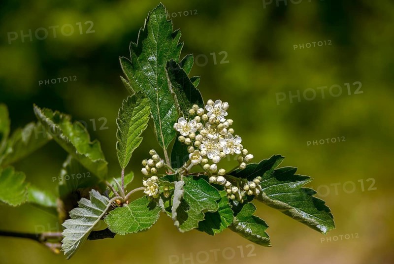 Alpenoxel, mountain flour berry, mougeots flour berry, mougeots rowan berry, sorbus mougeotii, Vosges whitebeam, tree, trees, flora, plants, plants, tree