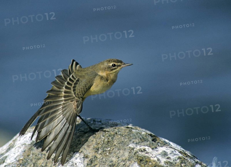 Motacilla Flava, Sheeptail, Western Yellow Wagtail, Meadowtail, Yellow Wagtail, Birds, Plumage Care, Adolescent, Juvenile, Leo, Passeri, Preening, Songbirds, Birds